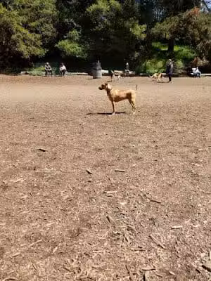 Joaquin Miller Park - Oakland, CA