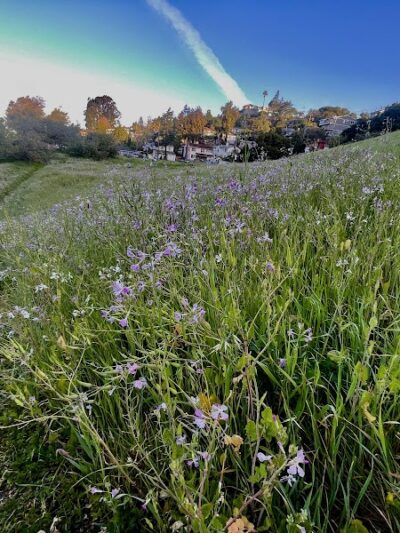 King Estate Open Space Park - Oakland, CA