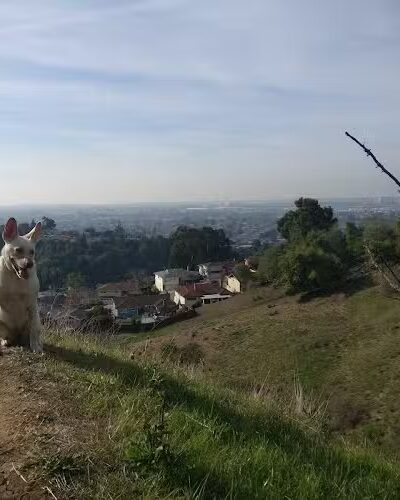 King Estate Open Space Park - Oakland, CA