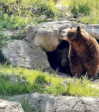 Knowland Park - Oakland, CA