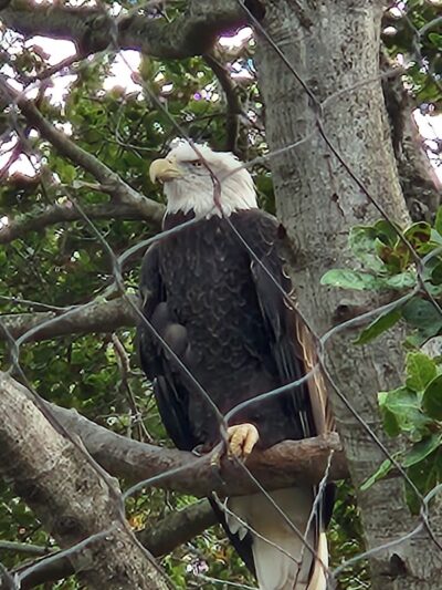 Knowland Park - Oakland, CA