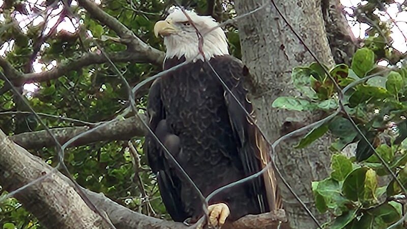 Knowland Park - Oakland, CA