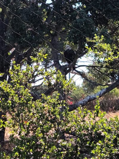 Knowland Park Open Space - Oakland, CA