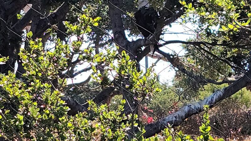 Knowland Park Open Space - Oakland, CA