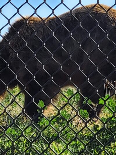 Knowland Park Open Space - Oakland, CA