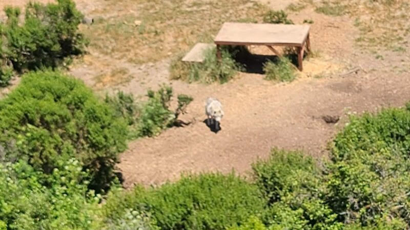 Knowland Park Open Space - Oakland, CA