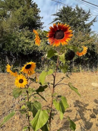 Kokua Park - Oakland, CA