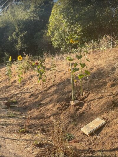 Kokua Park - Oakland, CA