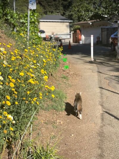 Kokua Park - Oakland, CA