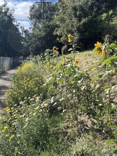 Kokua Park - Oakland, CA