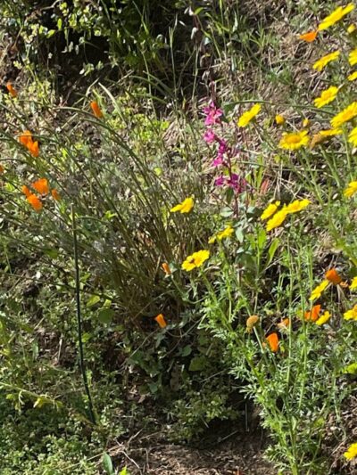 Kokua Park - Oakland, CA