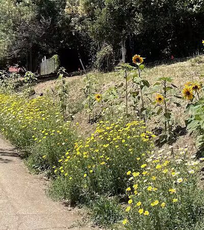Kokua Park - Oakland, CA