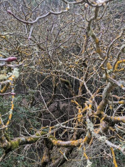 Leona Trailhead - Oakland, CA