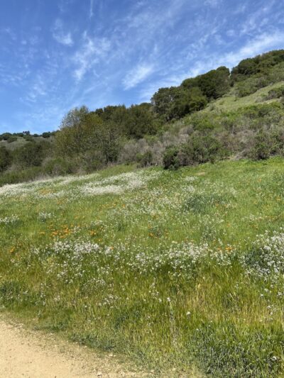 Leona Trailhead - Oakland, CA