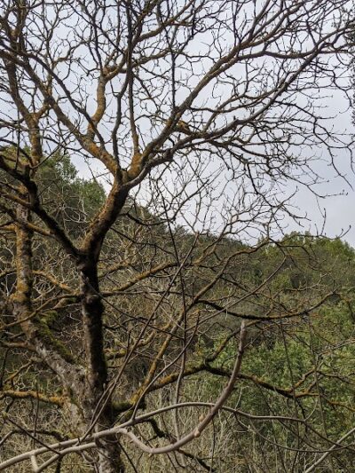 Leona Trailhead - Oakland, CA