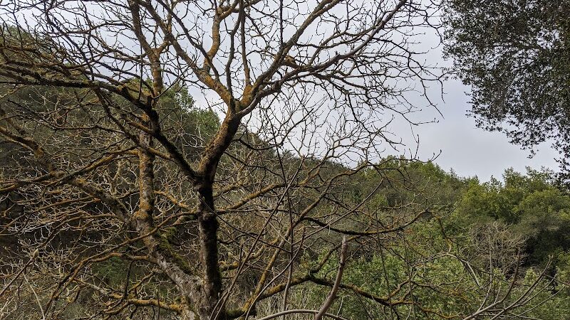 Leona Trailhead - Oakland, CA
