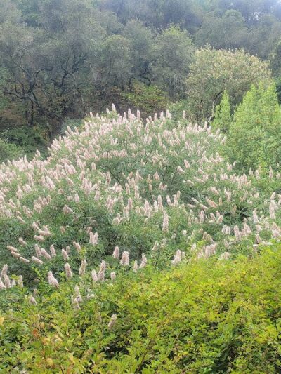 Leona Trailhead - Oakland, CA