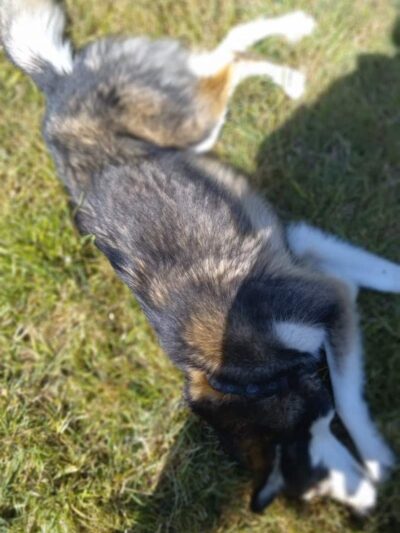 Lower Bottoms Park - Oakland, CA