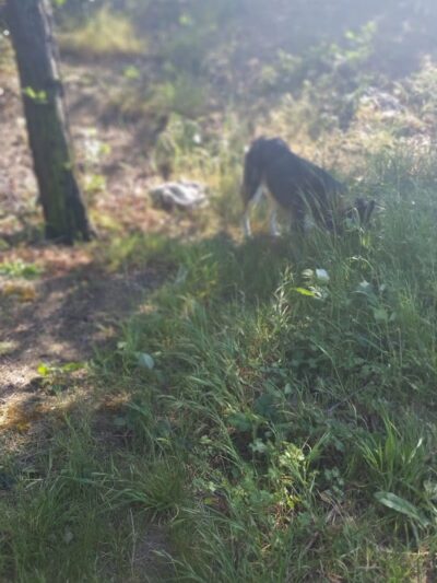 Lower Bottoms Park - Oakland, CA