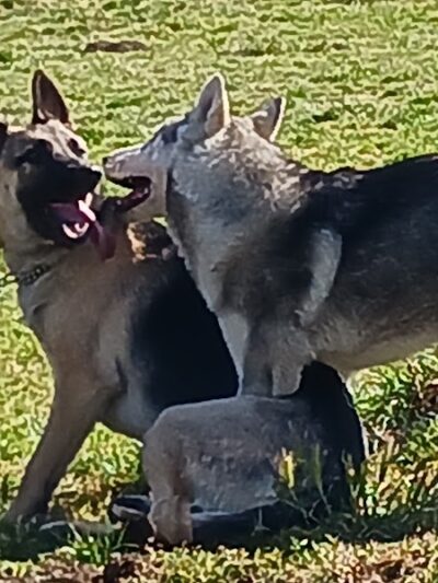 Lower Bottoms Park - Oakland, CA