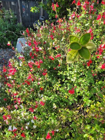 Maxwell Park - Oakland, CA