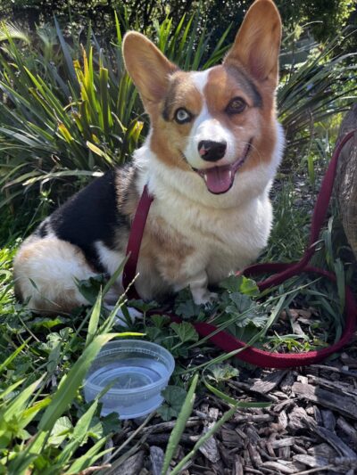 Oak Glen Park - Oakland, CA