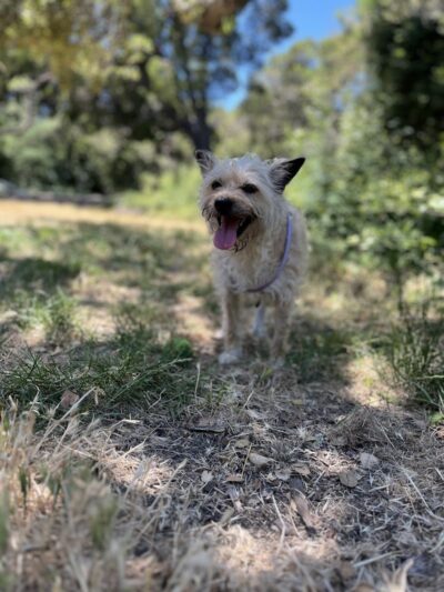 Oak Glen Park - Oakland, CA