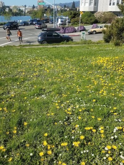 Pine Knoll Park - Oakland, CA