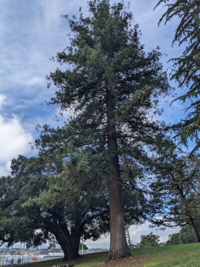 San Antonio Park - Oakland, CA