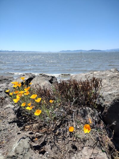 San Francisco Bay Trail - Oakland, CA