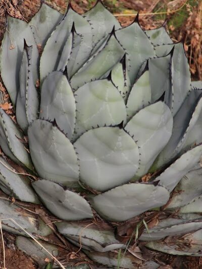 Sheffield Village Park - Oakland, CA