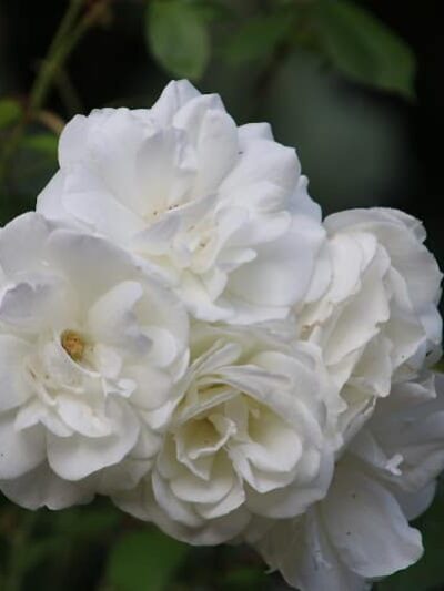 Sheffield Village Park - Oakland, CA