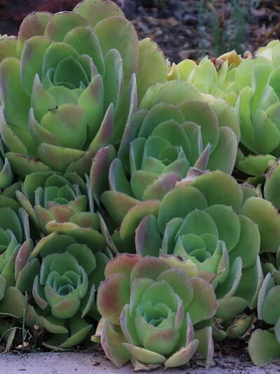 Sheffield Village Park - Oakland, CA