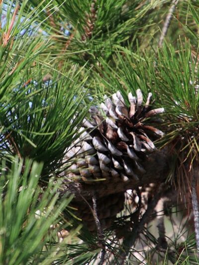 Sheffield Village Park - Oakland, CA