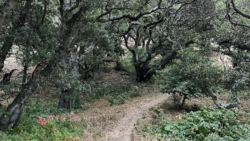 The San Leandro Trails - Oakland, CA