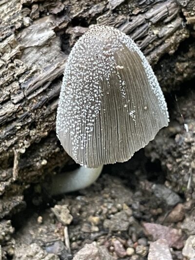 The San Leandro Trails - Oakland, CA