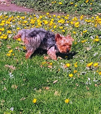 Wade Johnson Park - Oakland, CA