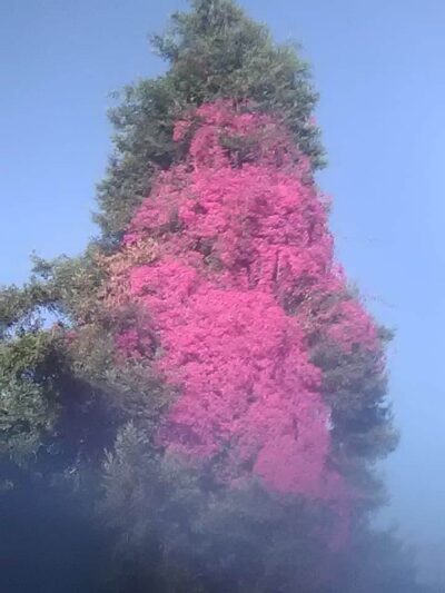 William D. Wood Park - Oakland, CA