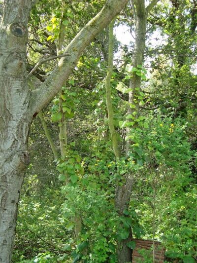 William D. Wood Park - Oakland, CA