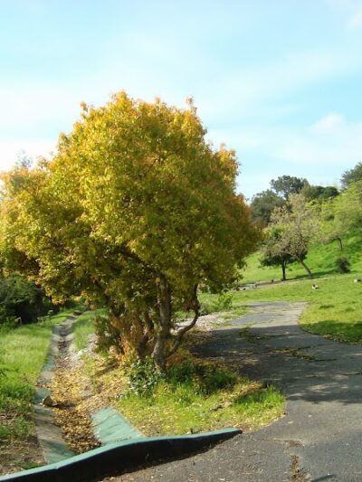 William D. Wood Park - Oakland, CA
