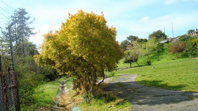 William D. Wood Park - Oakland, CA