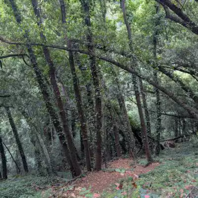 Joaquin Miller Park - Oakland, CA