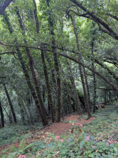Joaquin Miller Park - Oakland, CA