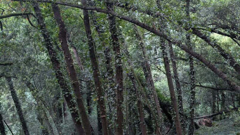 Joaquin Miller Park - Oakland, CA