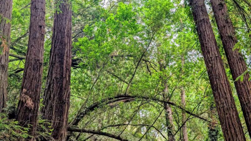 Joaquin Miller Park - Oakland, CA
