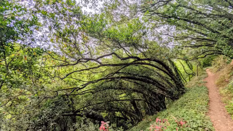 Joaquin Miller Park - Oakland, CA