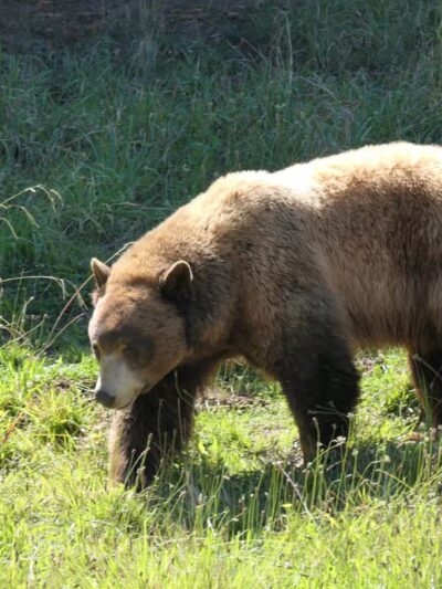 Knowland Park - Oakland, CA
