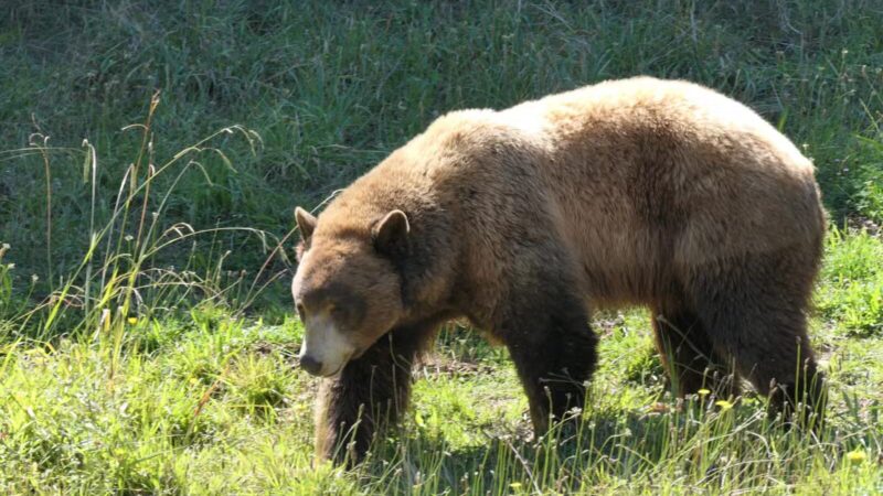 Knowland Park - Oakland, CA