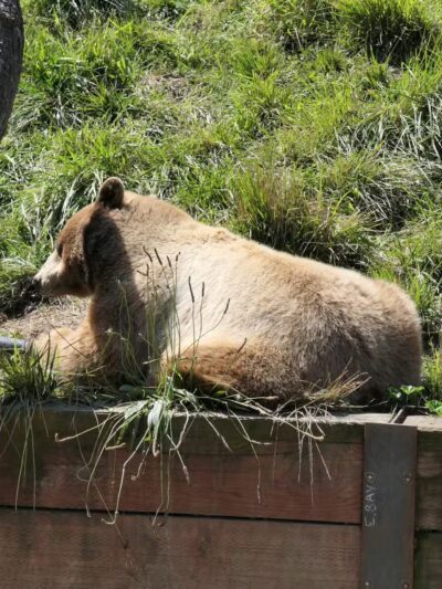 Knowland Park - Oakland, CA