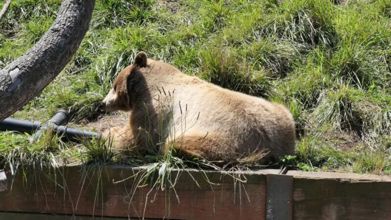 Knowland Park - Oakland, CA